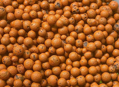 Clay pebbles hydroton growing - clay,